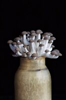 Shimeji-Pilze in einer Vase vor schwarzem Hintergrund