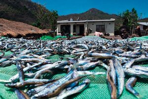 Frisch gefangene Sardinen aus dem Malawisee (Ostafrika)