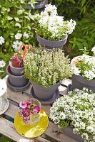 Weiß blühende Blumen und Kräuter in grauen Tontöpfen auf dem Gartentisch