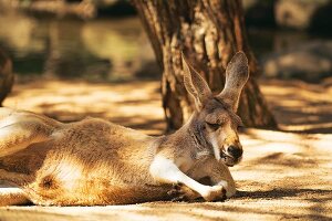 Känguru in Currumbin Wildlife Sanctuary (Australien)