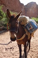 Maultier mit Gepäck für die Touristen (Grand Canyon, Arizona, USA)