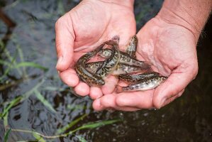 Young tiger trout in a person's hand