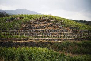 The Passopisciaro Guardiola vineyards, Sicily, Italy
