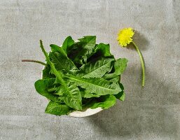 A bowl of fresh dandelion leaves on grey stone surface
