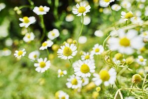 Flowering camomile in a garden (close-up)