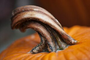 A stem of a pumpkin (detail)