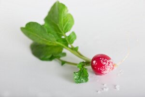 A radish with sea salt