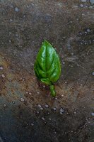 A small basil leaf