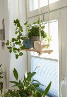 A wooden swing hung up by jute ropes in front of a window decorated with green plants