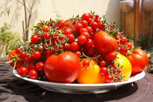 Freshly harvested tomatoes on a plate in a garden