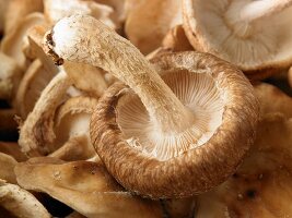 Fresh mushrooms (close-up)