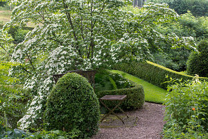 Blühender Cornus (Cornus) im Garten mit Holzbank und Gehweg