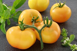 Yellow tomatoes