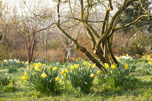 Daffodils in Garden