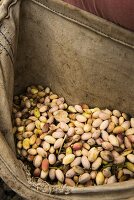 Pistachios being harvested by Mount Etna in the Bronte region of Sicily, Italy