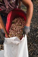 Ripe pistachios being filled into a sack in the Bronte region of Sicily, Italy