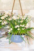 Narcissus in vintage-style hanging basket