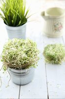 Alfalfa sprouts in little zinc pots on a white wooden background