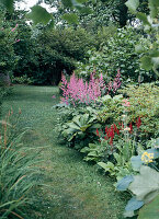 Astilbe hybrids