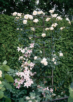 Wooden trellis with climbing rose and clematis