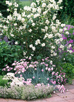 Duftbeet: Philadelphus coronarius / Falscher Jasmin, Dianthus