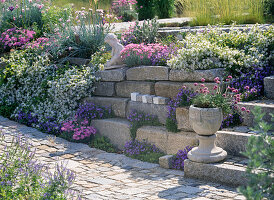 Rock garden with Campanula portenschlagiana, Campanula