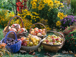 Baskets of apples, pears, plums, ornamental quinces, ornamental gourds