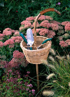 Gerätekorb als Arbeitshilfe; Sedum telephium / Fetthenne