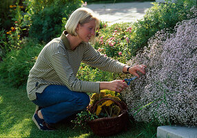 Gypsophila (gypsophila for drying)