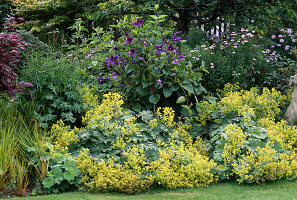 Clematis (Wood Vine)