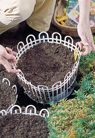 Planting spring onions in autumn in wire baskets