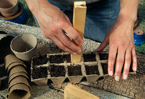 Sowing of Lathyrus odoratus with wooden plunger, carefully press down the soil (4/6)