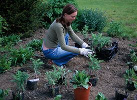 Plant perennial flowerbed