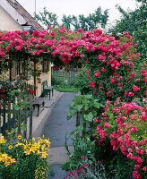 Kletterrose 'Crimson Rambler'