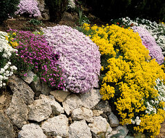 Rock garden with Aubrieta, Phlox, Alyssum