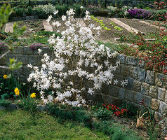 Magnolia stellata