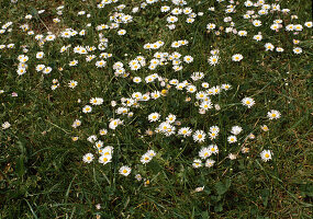 Flower meadow with daisies