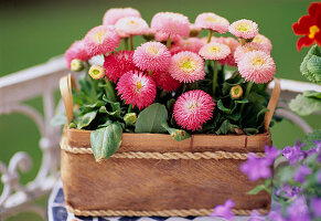 Bellis perennis