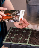 Sow broccoli and chard in the room