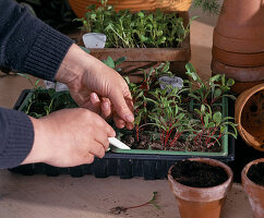 Piquing vegetable seedlings