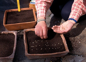 Sowing summer flowers