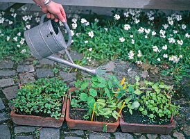 Regularly sprout seedlings