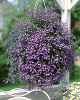 Lobelia erinus 'Azura'