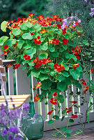 Tropaeolum MAJUS