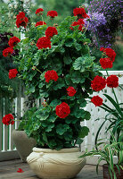 Pelargonium zonale (Standing geranium) grown as a pyramid