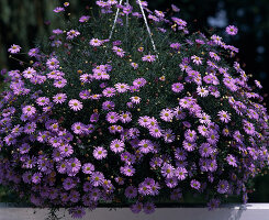 Brachyscome Multifida