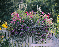 Salvia farinacea (flour sage), Nicotiana sanderae (ornamental tobacco)