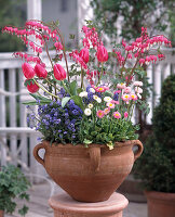 Dicentra spectabilis (Weeping heart), tulips