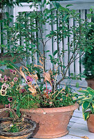 Bowl with ornamental apple and alternating underplanting (10/24)