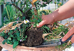 Bowl with ornamental apple and alternating underplanting: 11/24 Step